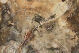 Triassic, Petrified Wood (Araucaria) Slab - Madagascar #207384-1
